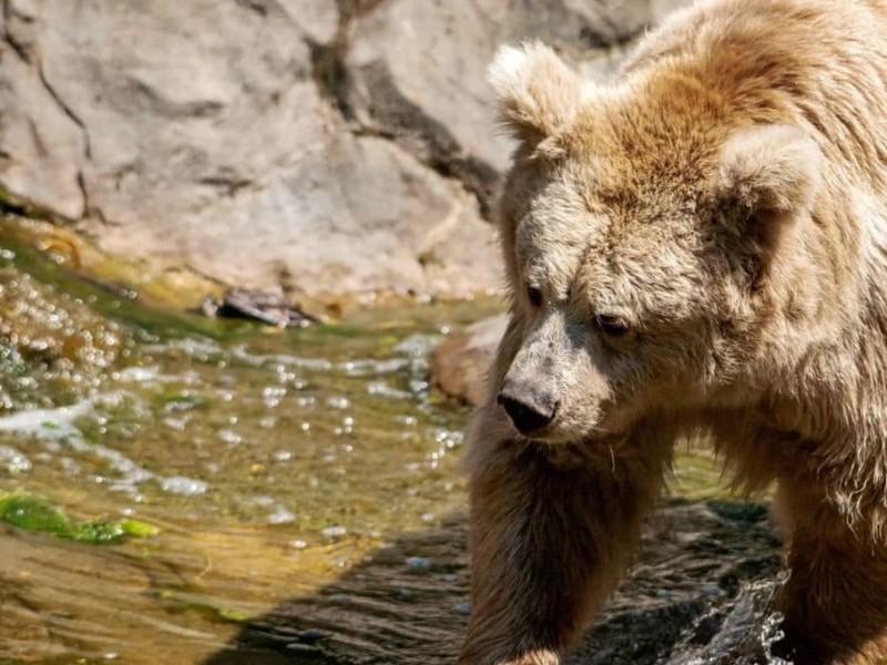 Стаття Таких всього 200 у світі: в київському зоопарку живе тянь-шанська ведмедиця Чудо (ФОТО, ВІДЕО) Ранкове місто. Київ
