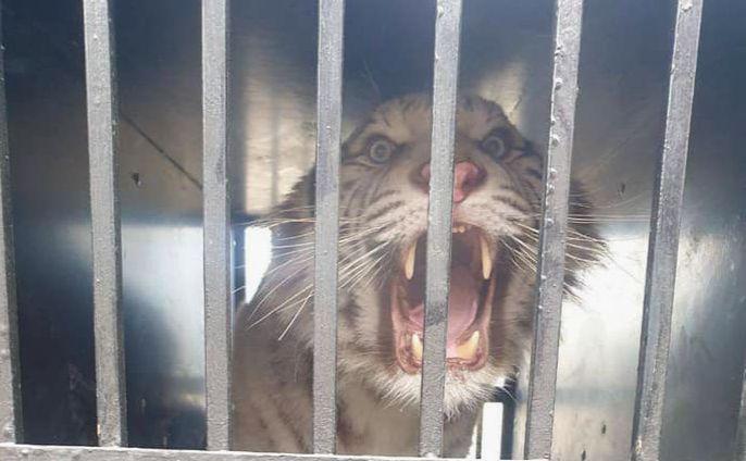 Стаття Білого тигра назве переможець аукціону: у столиці рятують тварину з Харкова Ранкове місто. Київ