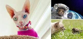 Стаття Прибульці з іншої планети? У мережі розповіли версію походження котів і навели докази Ранкове місто. Київ