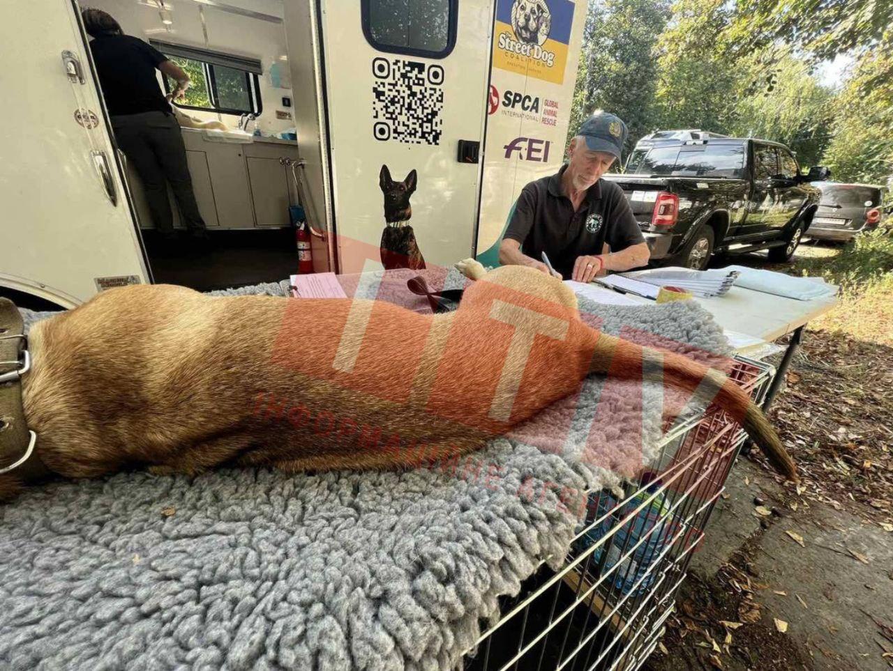 Стаття Від сьогодні в Ірпені безкоштовно стерилізують собак та котів Ранкове місто. Київ