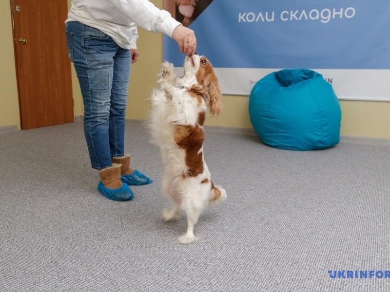Стаття Терапія за допомогою собак: у столиці запрацював перший центр каністерапії Ранкове місто. Київ